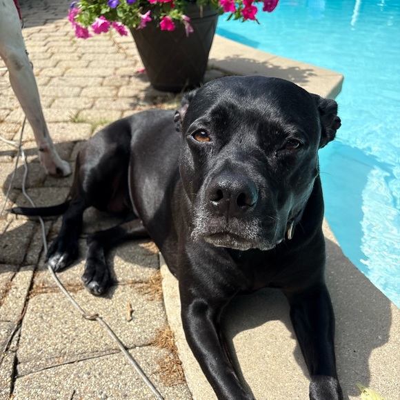 Meet your Posher, R - Picture 2 of 2